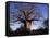 Near Gweta Baobab Tree in Evening with Dried Pods Hanging from Branches, Botswana-Lin Alder-Framed Stretched Canvas