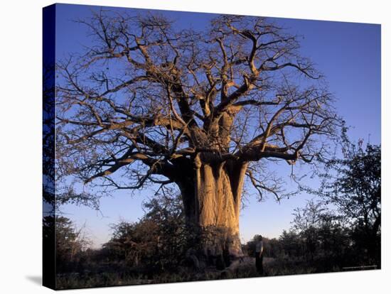 Near Gweta Baobab Tree in Evening with Dried Pods Hanging from Branches, Botswana-Lin Alder-Stretched Canvas
