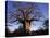 Near Gweta Baobab Tree in Evening with Dried Pods Hanging from Branches, Botswana-Lin Alder-Stretched Canvas