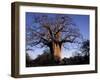 Near Gweta Baobab Tree in Evening with Dried Pods Hanging from Branches, Botswana-Lin Alder-Framed Photographic Print