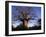 Near Gweta Baobab Tree in Evening with Dried Pods Hanging from Branches, Botswana-Lin Alder-Framed Photographic Print