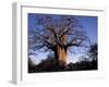 Near Gweta Baobab Tree in Evening with Dried Pods Hanging from Branches, Botswana-Lin Alder-Framed Photographic Print