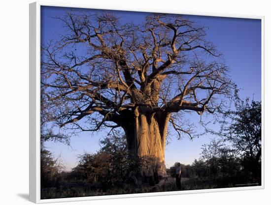 Near Gweta Baobab Tree in Evening with Dried Pods Hanging from Branches, Botswana-Lin Alder-Framed Photographic Print