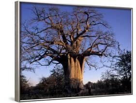 Near Gweta Baobab Tree in Evening with Dried Pods Hanging from Branches, Botswana-Lin Alder-Framed Photographic Print