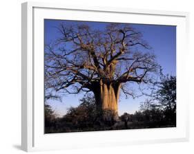 Near Gweta Baobab Tree in Evening with Dried Pods Hanging from Branches, Botswana-Lin Alder-Framed Photographic Print