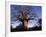 Near Gweta Baobab Tree in Evening with Dried Pods Hanging from Branches, Botswana-Lin Alder-Framed Photographic Print