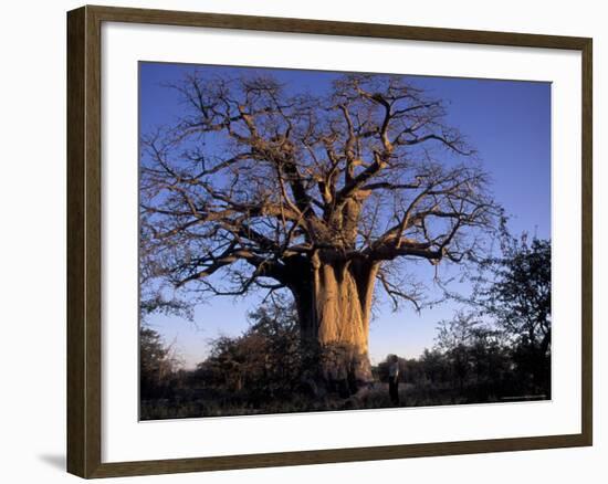 Near Gweta Baobab Tree in Evening with Dried Pods Hanging from Branches, Botswana-Lin Alder-Framed Photographic Print