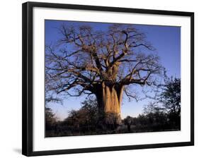 Near Gweta Baobab Tree in Evening with Dried Pods Hanging from Branches, Botswana-Lin Alder-Framed Photographic Print