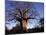 Near Gweta Baobab Tree in Evening with Dried Pods Hanging from Branches, Botswana-Lin Alder-Mounted Photographic Print