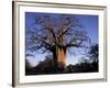 Near Gweta Baobab Tree in Evening with Dried Pods Hanging from Branches, Botswana-Lin Alder-Framed Photographic Print