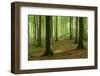 Near-Natural Beech Forest, Stubnitz, Island R?gen-Andreas Vitting-Framed Photographic Print