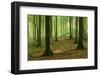 Near-Natural Beech Forest, Stubnitz, Island R?gen-Andreas Vitting-Framed Photographic Print