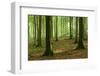 Near-Natural Beech Forest, Stubnitz, Island R?gen-Andreas Vitting-Framed Photographic Print