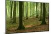 Near-Natural Beech Forest, Stubnitz, Island R?gen-Andreas Vitting-Mounted Photographic Print