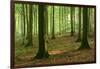 Near-Natural Beech Forest, Stubnitz, Island R?gen-Andreas Vitting-Framed Photographic Print