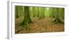 Near-Natural Beech Forest, Stubnitz, Island RŸgen-Andreas Vitting-Framed Photographic Print