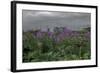 Near Ninilchik, Kenai Pensinsula, Alaska-Françoise Gaujour-Framed Photographic Print