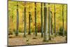 Nearly Natural Beeches Timber Forest in Autumn, Spessart Nature Park, Bavaria-Andreas Vitting-Mounted Photographic Print