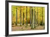 Nearly Natural Beeches Timber Forest in Autumn, Spessart Nature Park, Bavaria-Andreas Vitting-Framed Photographic Print