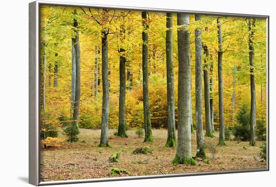 Nearly Natural Beeches Timber Forest in Autumn, Spessart Nature Park, Bavaria-Andreas Vitting-Framed Photographic Print