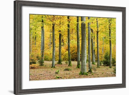 Nearly Natural Beeches Timber Forest in Autumn, Spessart Nature Park, Bavaria-Andreas Vitting-Framed Photographic Print