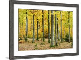 Nearly Natural Beeches Timber Forest in Autumn, Spessart Nature Park, Bavaria-Andreas Vitting-Framed Photographic Print