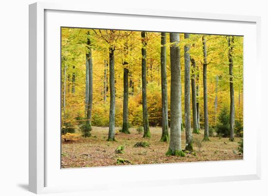 Nearly Natural Beeches Timber Forest in Autumn, Spessart Nature Park, Bavaria-Andreas Vitting-Framed Photographic Print
