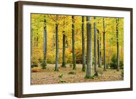 Nearly Natural Beeches Timber Forest in Autumn, Spessart Nature Park, Bavaria-Andreas Vitting-Framed Photographic Print