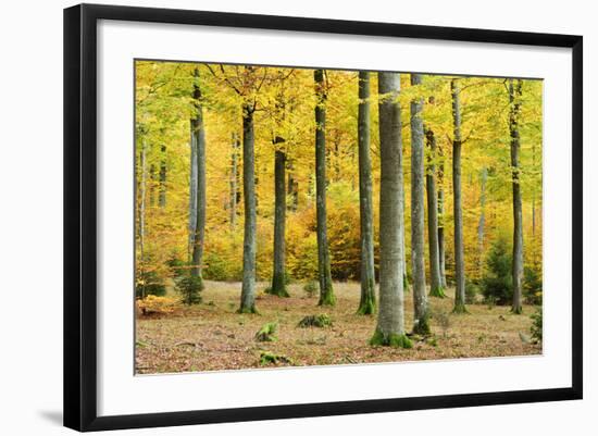 Nearly Natural Beeches Timber Forest in Autumn, Spessart Nature Park, Bavaria-Andreas Vitting-Framed Photographic Print