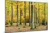 Nearly Natural Beeches Timber Forest in Autumn, Spessart Nature Park, Bavaria-Andreas Vitting-Mounted Photographic Print