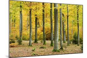 Nearly Natural Beeches Timber Forest in Autumn, Spessart Nature Park, Bavaria-Andreas Vitting-Mounted Photographic Print