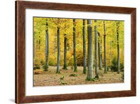 Nearly Natural Beeches Timber Forest in Autumn, Spessart Nature Park, Bavaria-Andreas Vitting-Framed Photographic Print