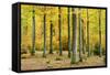 Nearly Natural Beeches Timber Forest in Autumn, Spessart Nature Park, Bavaria-Andreas Vitting-Framed Stretched Canvas