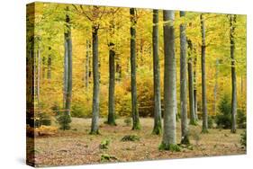 Nearly Natural Beeches Timber Forest in Autumn, Spessart Nature Park, Bavaria-Andreas Vitting-Stretched Canvas