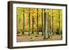 Nearly Natural Beeches Timber Forest in Autumn, Spessart Nature Park, Bavaria-Andreas Vitting-Framed Photographic Print