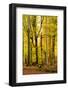 Nearly Natural Mixed Deciduous Forest with Old Oaks and Beeches in Autumn, Spessart Nature Park-Andreas Vitting-Framed Photographic Print