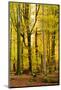 Nearly Natural Mixed Deciduous Forest with Old Oaks and Beeches in Autumn, Spessart Nature Park-Andreas Vitting-Mounted Photographic Print