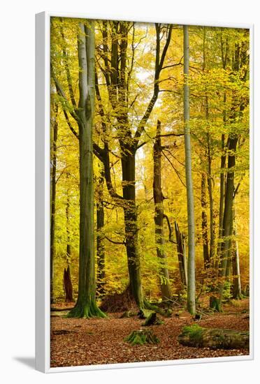 Nearly Natural Mixed Deciduous Forest with Old Oaks and Beeches in Autumn, Spessart Nature Park-Andreas Vitting-Framed Photographic Print