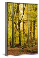 Nearly Natural Mixed Deciduous Forest with Old Oaks and Beeches in Autumn, Spessart Nature Park-Andreas Vitting-Framed Photographic Print