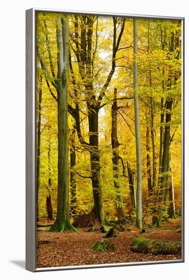 Nearly Natural Mixed Deciduous Forest with Old Oaks and Beeches in Autumn, Spessart Nature Park-Andreas Vitting-Framed Photographic Print