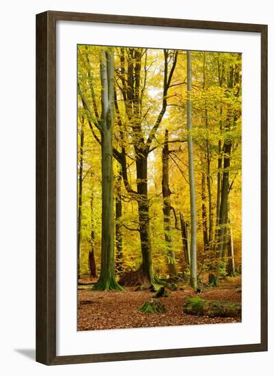 Nearly Natural Mixed Deciduous Forest with Old Oaks and Beeches in Autumn, Spessart Nature Park-Andreas Vitting-Framed Photographic Print