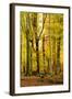 Nearly Natural Mixed Deciduous Forest with Old Oaks and Beeches in Autumn, Spessart Nature Park-Andreas Vitting-Framed Photographic Print