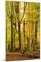 Nearly Natural Mixed Deciduous Forest with Old Oaks and Beeches in Autumn, Spessart Nature Park-Andreas Vitting-Mounted Photographic Print