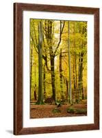 Nearly Natural Mixed Deciduous Forest with Old Oaks and Beeches in Autumn, Spessart Nature Park-Andreas Vitting-Framed Photographic Print