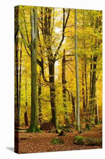 Nearly Natural Mixed Deciduous Forest with Old Oaks and Beeches in Autumn, Spessart Nature Park-Andreas Vitting-Stretched Canvas