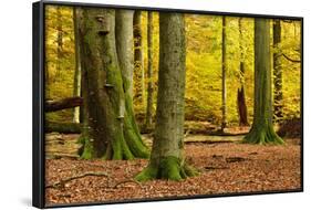 Nearly Natural Mixed Deciduous Forest with Old Oaks and Beeches in Autumn, Spessart Nature Park-Andreas Vitting-Framed Photographic Print