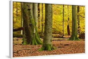 Nearly Natural Mixed Deciduous Forest with Old Oaks and Beeches in Autumn, Spessart Nature Park-Andreas Vitting-Framed Photographic Print