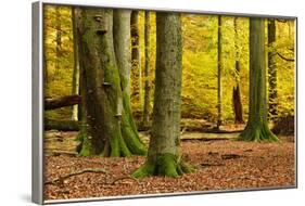 Nearly Natural Mixed Deciduous Forest with Old Oaks and Beeches in Autumn, Spessart Nature Park-Andreas Vitting-Framed Photographic Print
