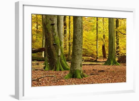 Nearly Natural Mixed Deciduous Forest with Old Oaks and Beeches in Autumn, Spessart Nature Park-Andreas Vitting-Framed Photographic Print