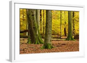 Nearly Natural Mixed Deciduous Forest with Old Oaks and Beeches in Autumn, Spessart Nature Park-Andreas Vitting-Framed Photographic Print